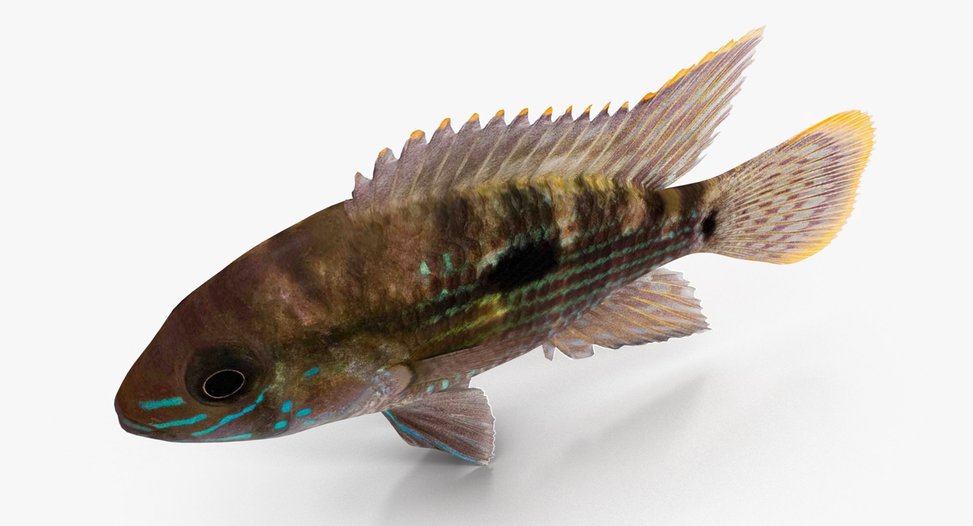 andinoacara rivulatus cichlid 3d max https://p.turbosquid.com/ts-thumb/k0/TbYsNt/A9AAmJyV/andinoacararivulatus_0004/jpg/1478021364/1920x1080/fit_q87/b91c1e87715be28d43af26fe79f3deb0bf1e049f/andinoacararivulatus_0004.jpg