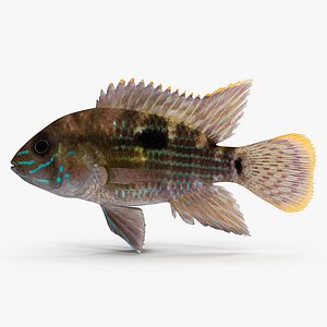 Andinoacara Rivulatus Cichlid