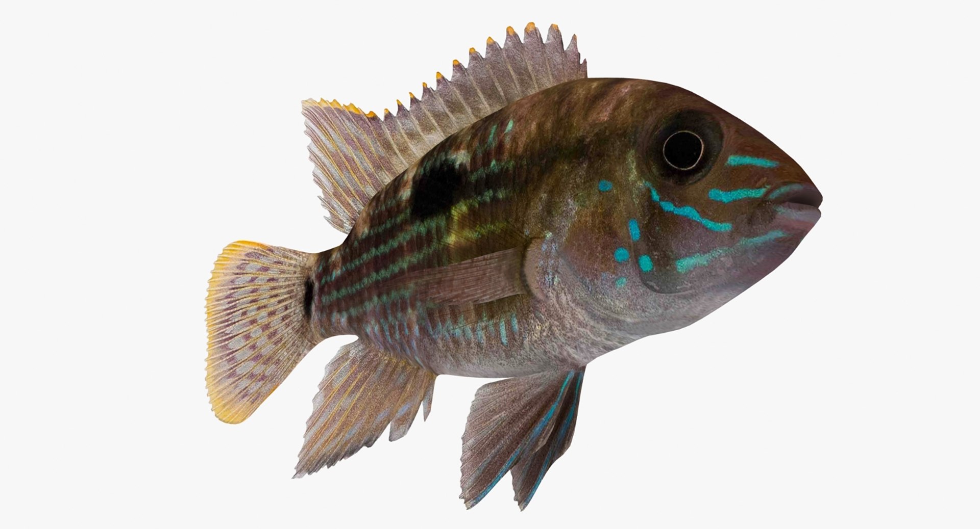 andinoacara rivulatus cichlid 3d max https://p.turbosquid.com/ts-thumb/k0/TbYsNt/i8Q4Wsf7/andinoacararivulatus_0005/jpg/1478021364/1920x1080/fit_q87/200d50eca0419d004832af27e1217e04e4bac192/andinoacararivulatus_0005.jpg