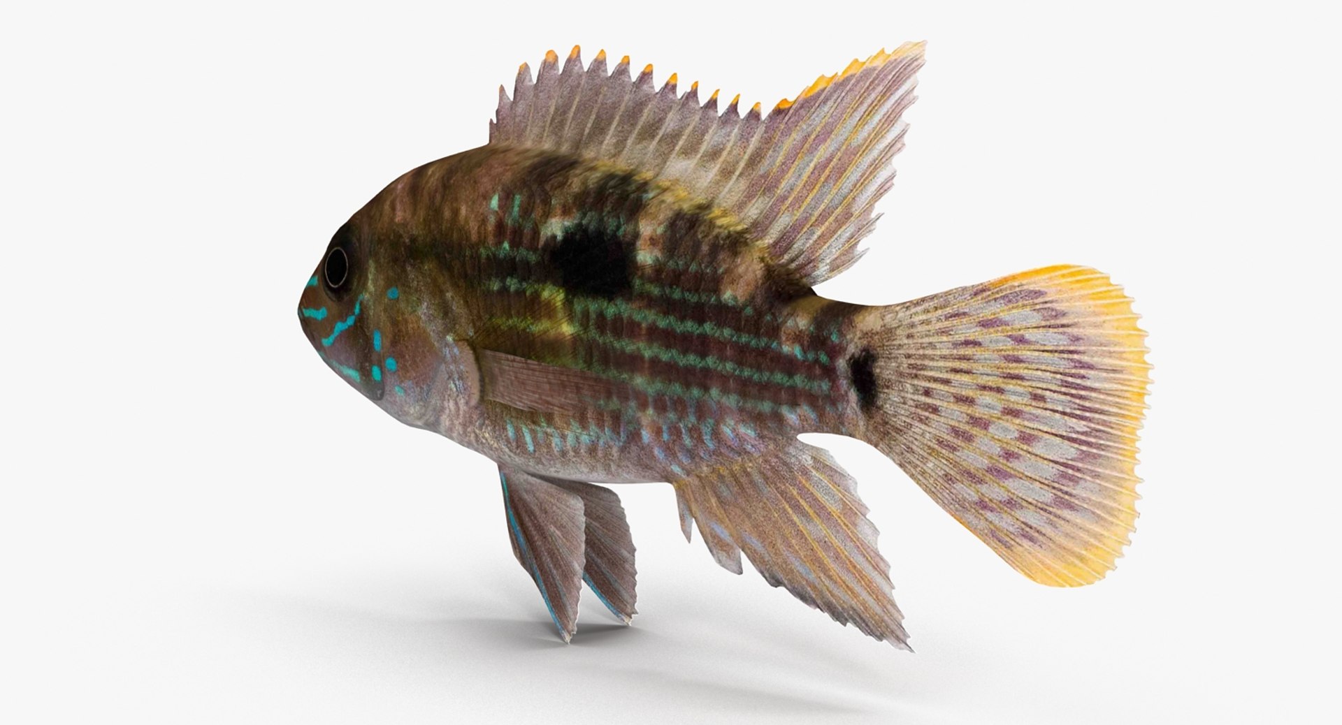 andinoacara rivulatus cichlid 3d max https://p.turbosquid.com/ts-thumb/k0/TbYsNt/x1bmPbb0/andinoacararivulatus_0003/jpg/1478021364/1920x1080/fit_q87/30be56c870112d052cbf26a9a3c81b86dde1e9eb/andinoacararivulatus_0003.jpg