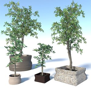 3d model tree pot
