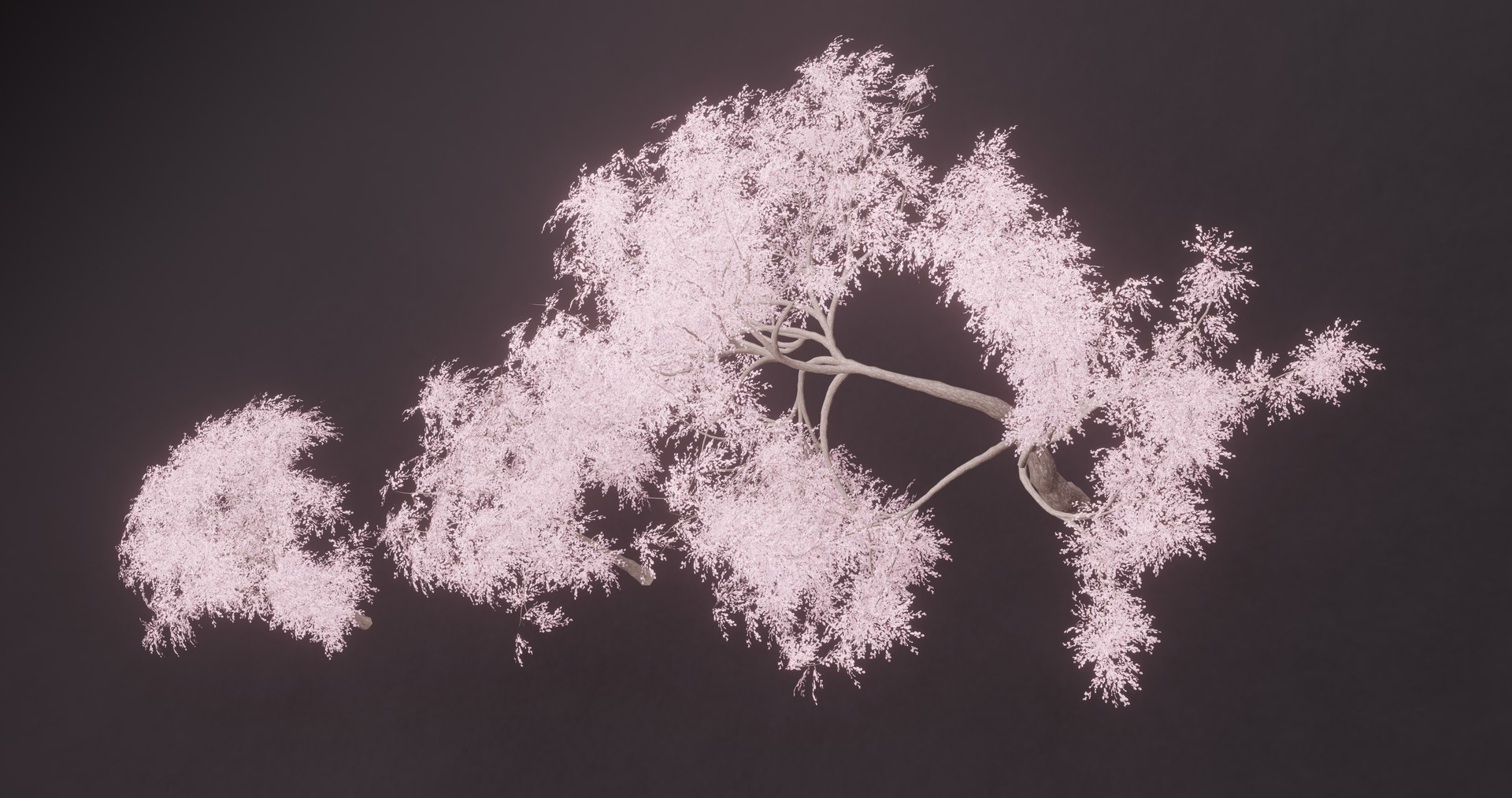 3D CherryBlossoms Tree - TurboSquid 2198094
