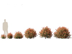 Photinia x fraseri Red Robin - Red tip photinia 01
