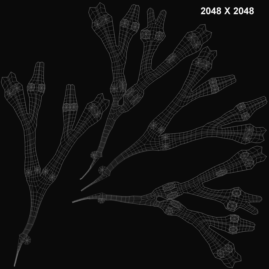 3d model fucus https://p.turbosquid.com/ts-thumb/k0/qCQ3rK/5rTrsuTB/fucus_uvs/jpg/1384170480/1920x1080/fit_q87/a3be15a2f82501027c097116641172c076ba7128/fucus_uvs.jpg