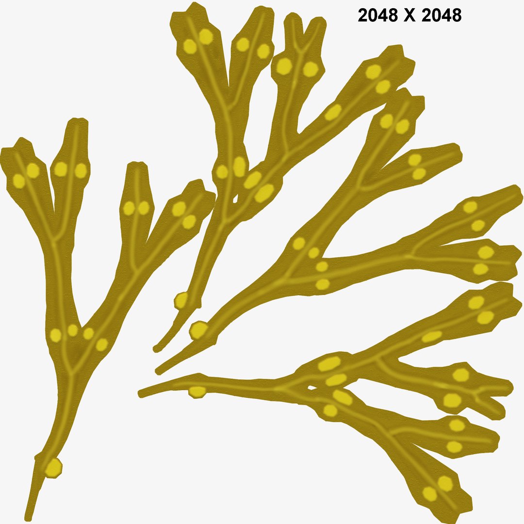 3d model fucus https://p.turbosquid.com/ts-thumb/k0/qCQ3rK/6VNUv57J/fucus_col/jpg/1384170480/1920x1080/fit_q87/f95b5623faf68c238a7d6dbecdd2f7d03d140f11/fucus_col.jpg