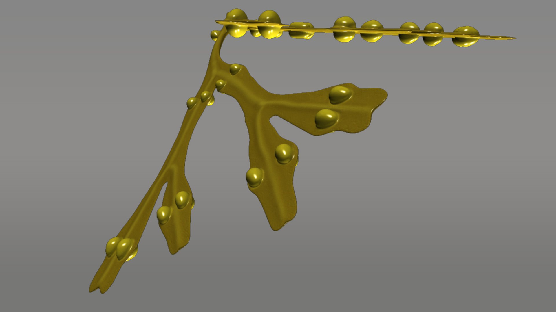 3d model fucus https://p.turbosquid.com/ts-thumb/k0/qCQ3rK/AAJvOhax/fucus_05/jpg/1384170480/1920x1080/fit_q87/4bac90ad60148ef4819d813bab6e5a04427cfe41/fucus_05.jpg