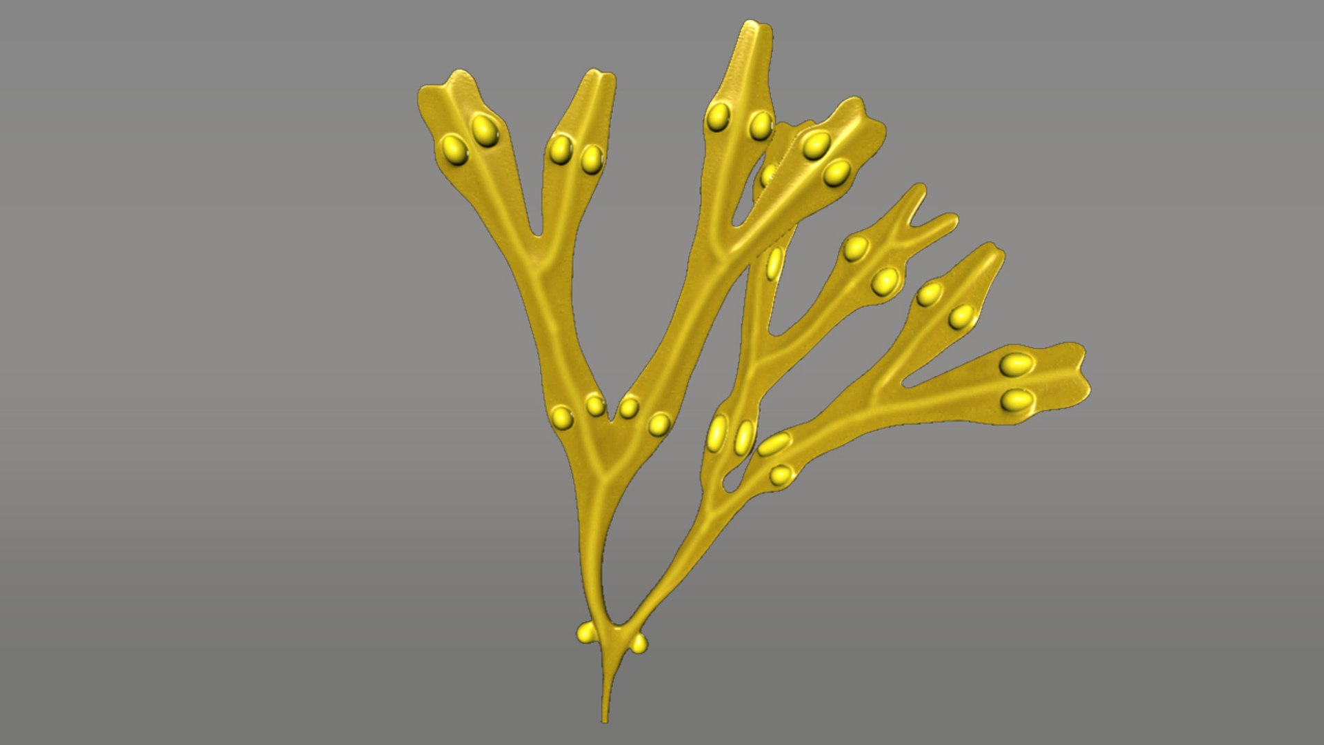 3d model fucus https://p.turbosquid.com/ts-thumb/k0/qCQ3rK/Ckurj5zd/fucus_01/jpg/1384170480/1920x1080/fit_q87/9e62e9d236c2ce9cfaca2125108af949ec950edf/fucus_01.jpg