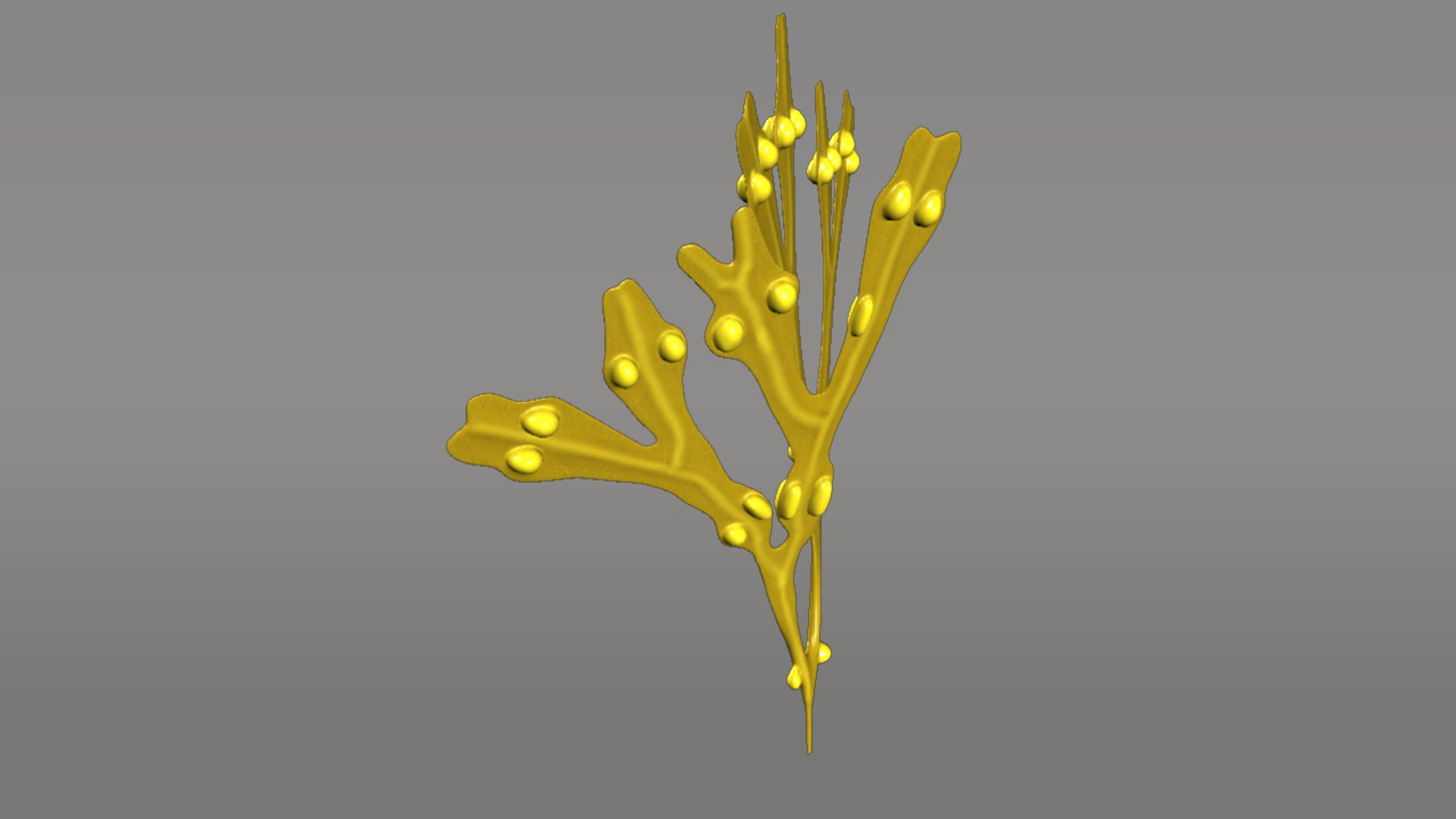 3d model fucus https://p.turbosquid.com/ts-thumb/k0/qCQ3rK/etDJdNJv/fucus_03/jpg/1384170480/1920x1080/fit_q87/783c3121b81026aa86213f9be242f56187fa5236/fucus_03.jpg