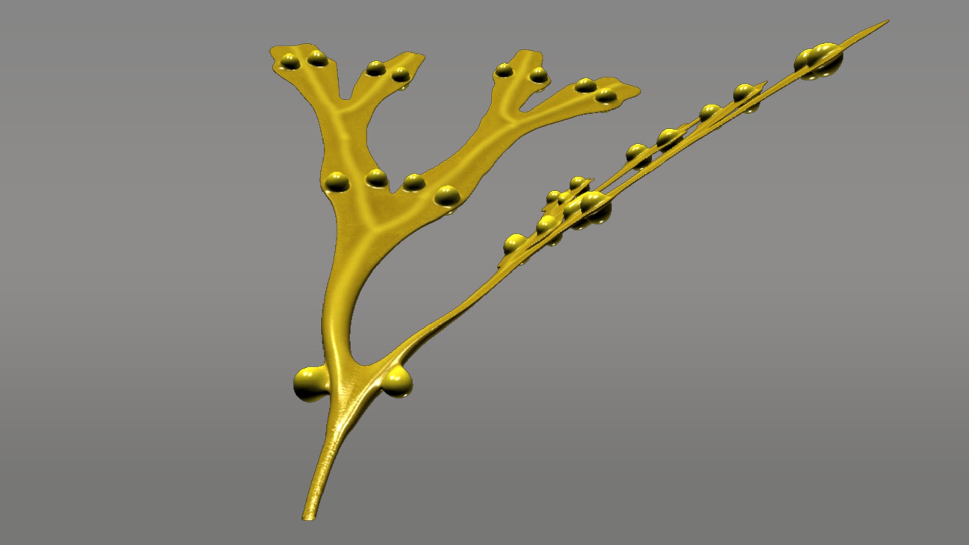 3d model fucus https://p.turbosquid.com/ts-thumb/k0/qCQ3rK/mBikKYVv/fucus_04/jpg/1384170480/1920x1080/fit_q87/441731c8975f0b619bb8355c6a38ec6d9074dd56/fucus_04.jpg