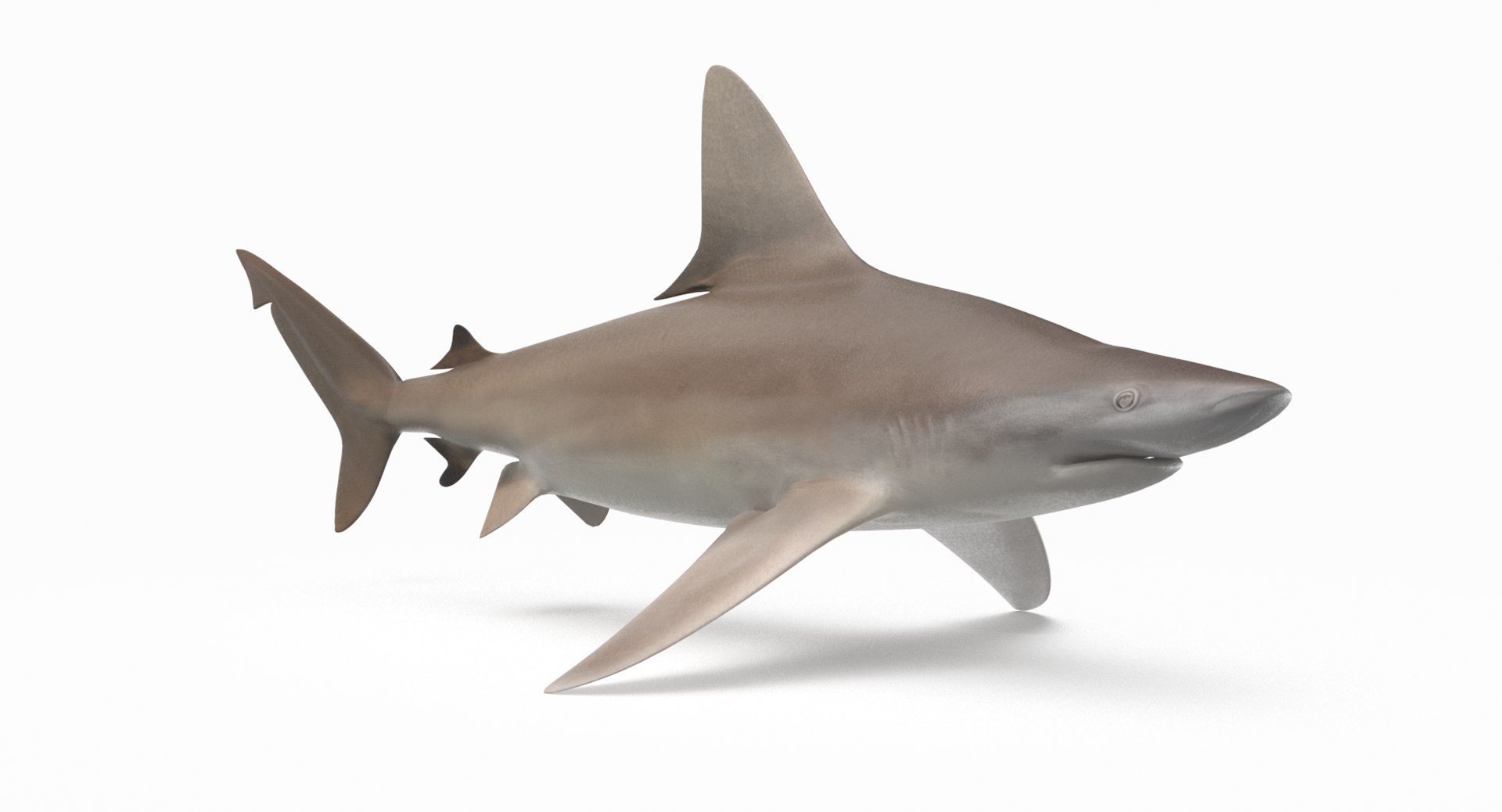 3D sandbar shark https://p.turbosquid.com/ts-thumb/k0/xB6ixQ/3XMtCmey/sandbar_r4/png/1537772389/1920x1080/fit_q87/e0dafbdf167adfe9c22521d9648695dca83775c4/sandbar_r4.jpg