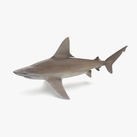 Sandbar Shark