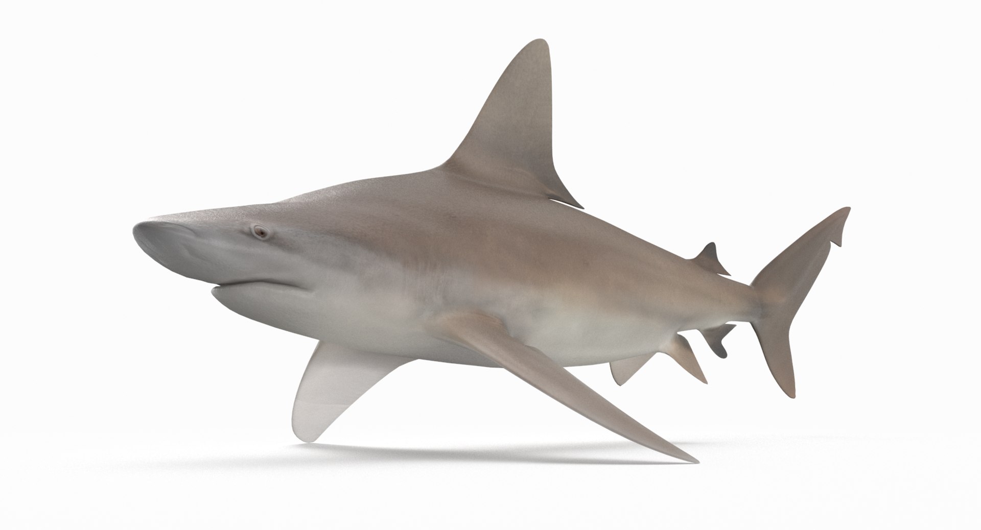 3D sandbar shark https://p.turbosquid.com/ts-thumb/k0/xB6ixQ/9ue2yWTt/sandbar_r7/png/1537772389/1920x1080/fit_q87/e040a5834d31dc602e5535947b95674ddcaa13a2/sandbar_r7.jpg