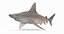Sandbar Shark