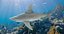Sandbar Shark