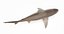 Sandbar Shark