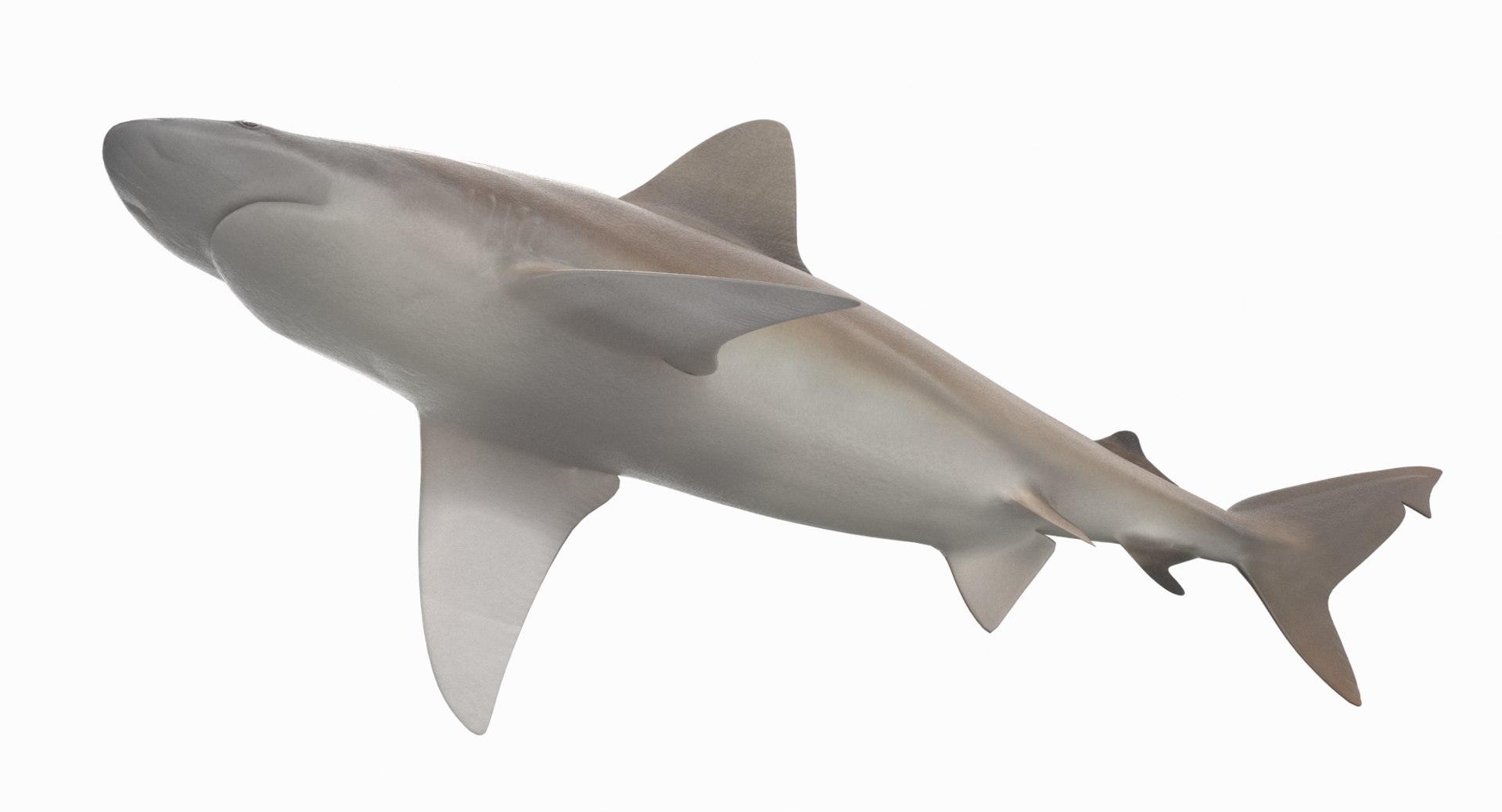 3D sandbar shark https://p.turbosquid.com/ts-thumb/k0/xB6ixQ/UV1J9L8J/sandbar_r6/png/1537772389/1920x1080/fit_q87/c3643c55634a6c259bf0926144a808ee670c18f9/sandbar_r6.jpg
