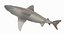 Sandbar Shark