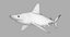 Sandbar Shark