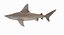Sandbar Shark