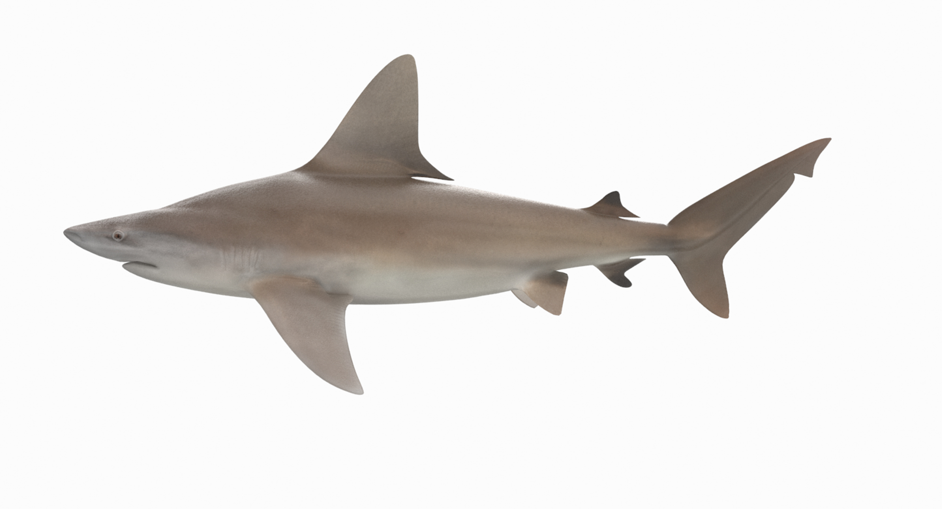 3D sandbar shark https://p.turbosquid.com/ts-thumb/k0/xB6ixQ/qA3kNEl2/sandbartt/png/1537772349/1920x1080/turn_fit_q99/e2885caefa6c7063f423bfc49f27cbbfcbc123bb/sandbartt-1.jpg
