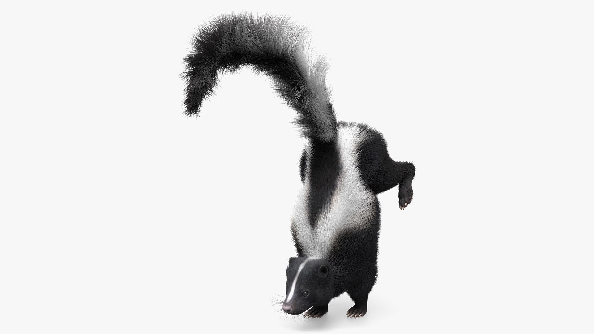 American Striped Skunk Defensive Fur Animated Rigged For Blender 3D model preview