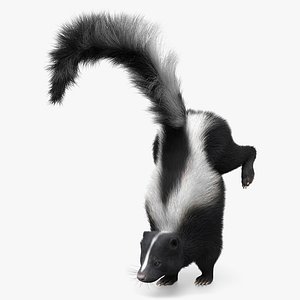American Striped Skunk Defensive Fur Animated Rigged For Blender