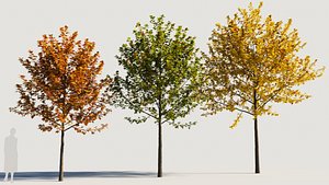 3D Acer x freemanii-1