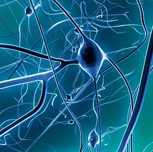 3d neuron nerve synapses