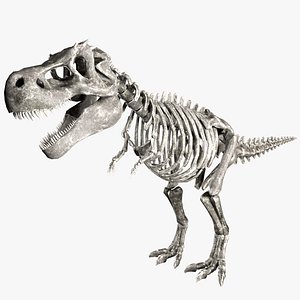 3D t-rex skeleton animations