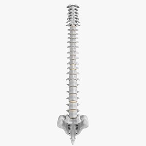 3D human spine 2