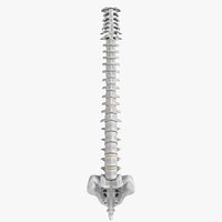 Anatomy - Human spine 2
