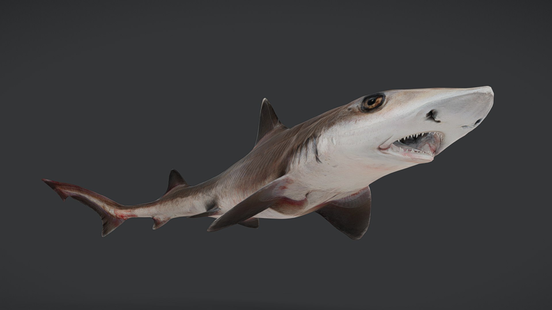 Ocean Fish Collection Animated V2 model https://p.turbosquid.com/ts-thumb/k1/jUNzSB/77/spotlesssmoothhound9/png/1790592629/1920x1080/fit_q87/b8b804493368c5f7de7b9bf5bf545cf2e4f5c1fa/spotlesssmoothhound9.jpg