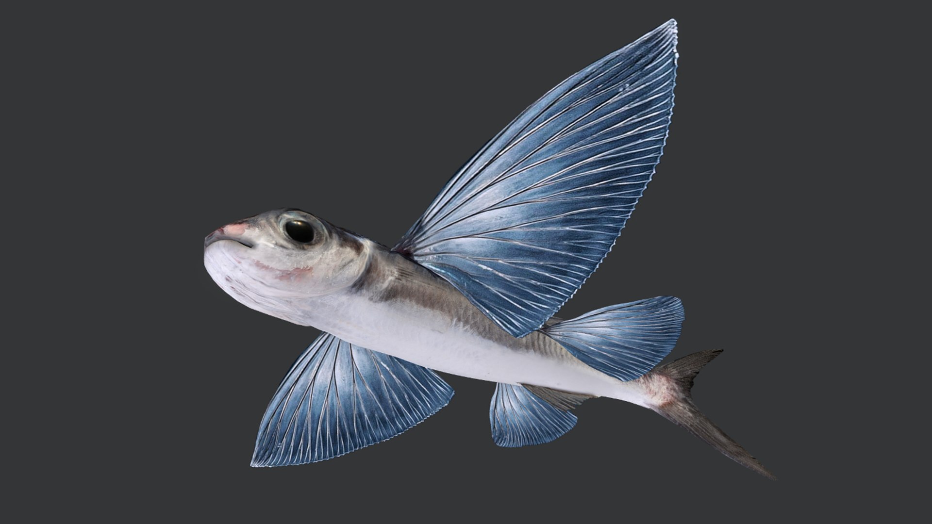 Ocean Fish Collection Animated V2 model https://p.turbosquid.com/ts-thumb/k1/jUNzSB/86/flyingfish9/png/1790592616/1920x1080/fit_q87/576f79ac9867118b4f62cf5a2608ae6fdc2a359c/flyingfish9.jpg