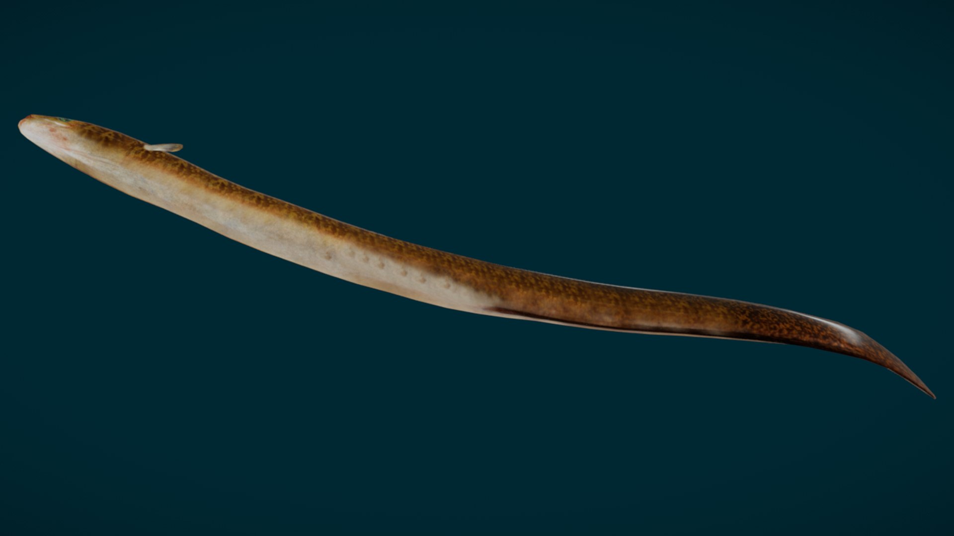 Ocean Fish Collection Animated V2 model https://p.turbosquid.com/ts-thumb/k1/jUNzSB/9B/3/png/1790592591/1920x1080/fit_q87/91f39b468b881346ae9ccdef693172bf6a307aec/3.jpg