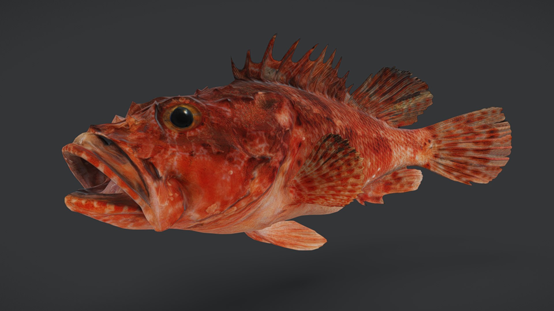 Ocean Fish Collection Animated V2 model https://p.turbosquid.com/ts-thumb/k1/jUNzSB/C1/izuscorpionfish7/png/1790592616/1920x1080/fit_q87/75d82a1c0f8319e751cc25e6ded096b3e1dd6f69/izuscorpionfish7.jpg