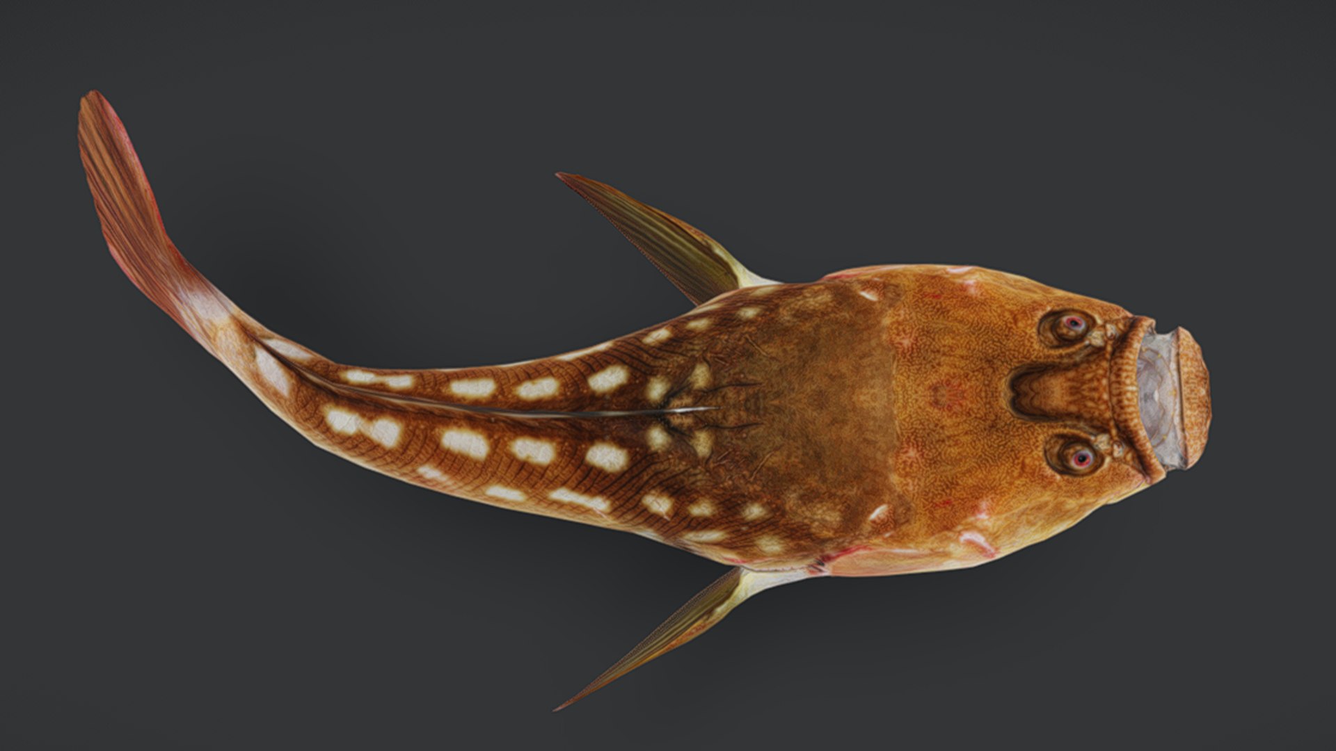 Ocean Fish Collection Animated V2 model https://p.turbosquid.com/ts-thumb/k1/jUNzSB/De/untitled1_0006_screenshot20250703013910/png/1790592633/1920x1080/fit_q87/9d3324b435cd82120ae7537a744959477b59b925/untitled1_0006_screenshot20250703013910.jpg