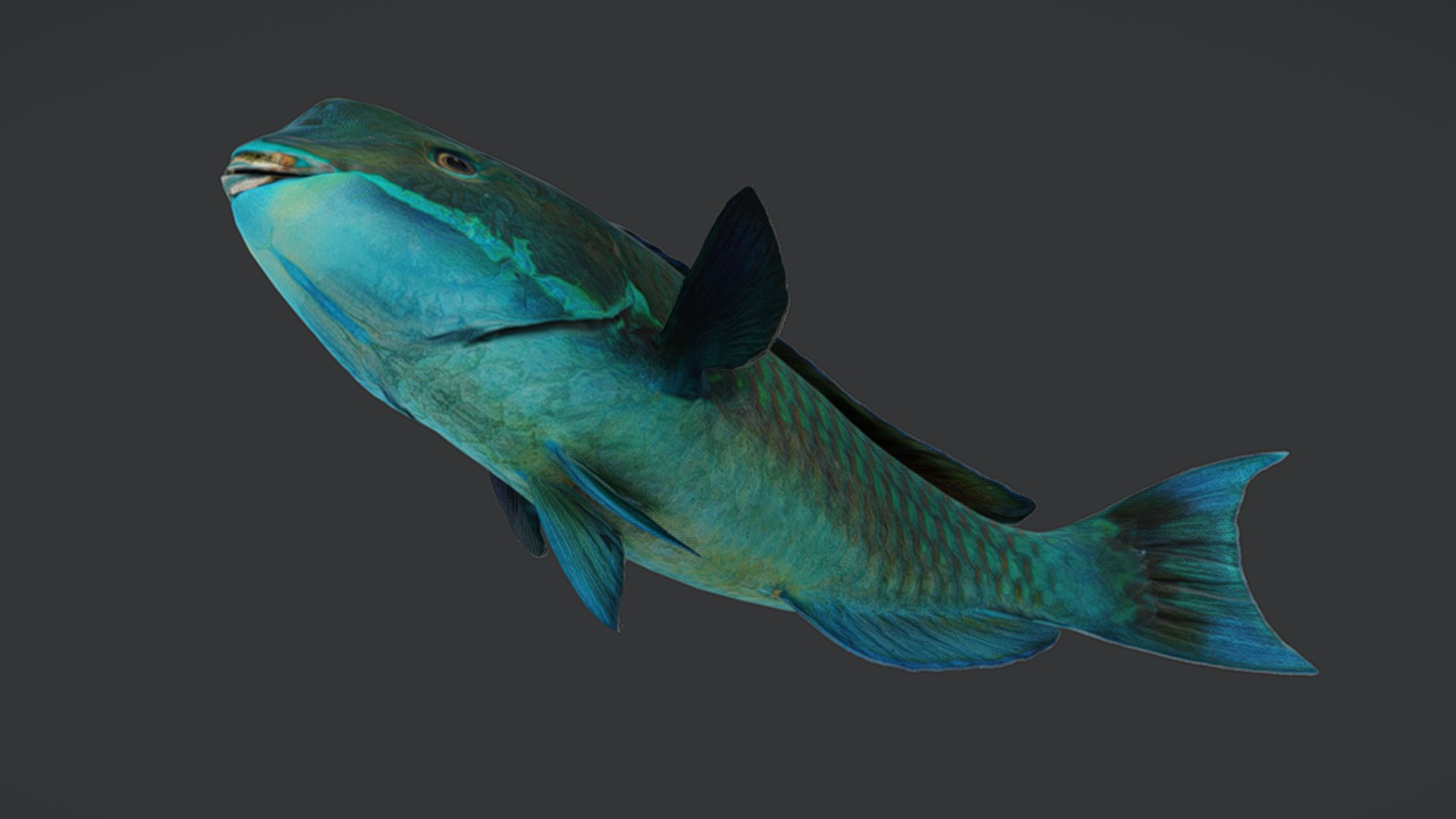 Ocean Fish Collection Animated V2 model https://p.turbosquid.com/ts-thumb/k1/jUNzSB/HZ/parrotfish10/png/1790592624/1920x1080/fit_q87/e6e0075f3180beb3df0a4b6a6ad752ee4b2f9c05/parrotfish10.jpg