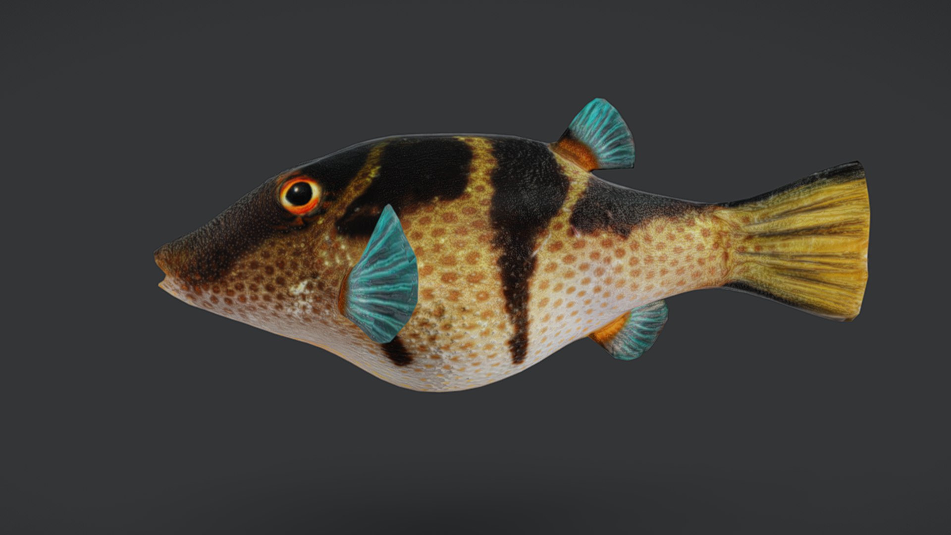Ocean Fish Collection Animated V2 model https://p.turbosquid.com/ts-thumb/k1/jUNzSB/Hz/puffer1/png/1790592625/1920x1080/fit_q87/2f487ce7c3e4c804420ade1a8a025ecacc6c01fa/puffer1.jpg
