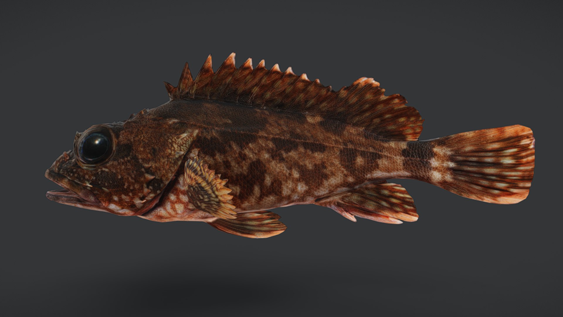 Ocean Fish Collection Animated V2 model https://p.turbosquid.com/ts-thumb/k1/jUNzSB/K1/falsekelpfish1/png/1790592616/1920x1080/fit_q87/54440d3f63a5c408cab63611ffddbd2a7007bc54/falsekelpfish1.jpg