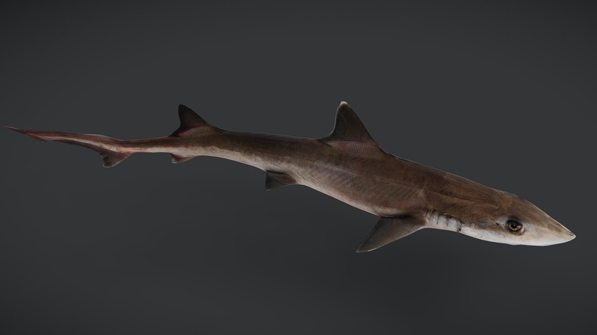 Ocean Fish Collection Animated V2 model https://p.turbosquid.com/ts-thumb/k1/jUNzSB/SK/spotlesssmoothhound8/png/1790592628/1920x1080/fit_q87/8ce8f7175ab1f407e33140ac8b7b68cc9643cc86/spotlesssmoothhound8.jpg