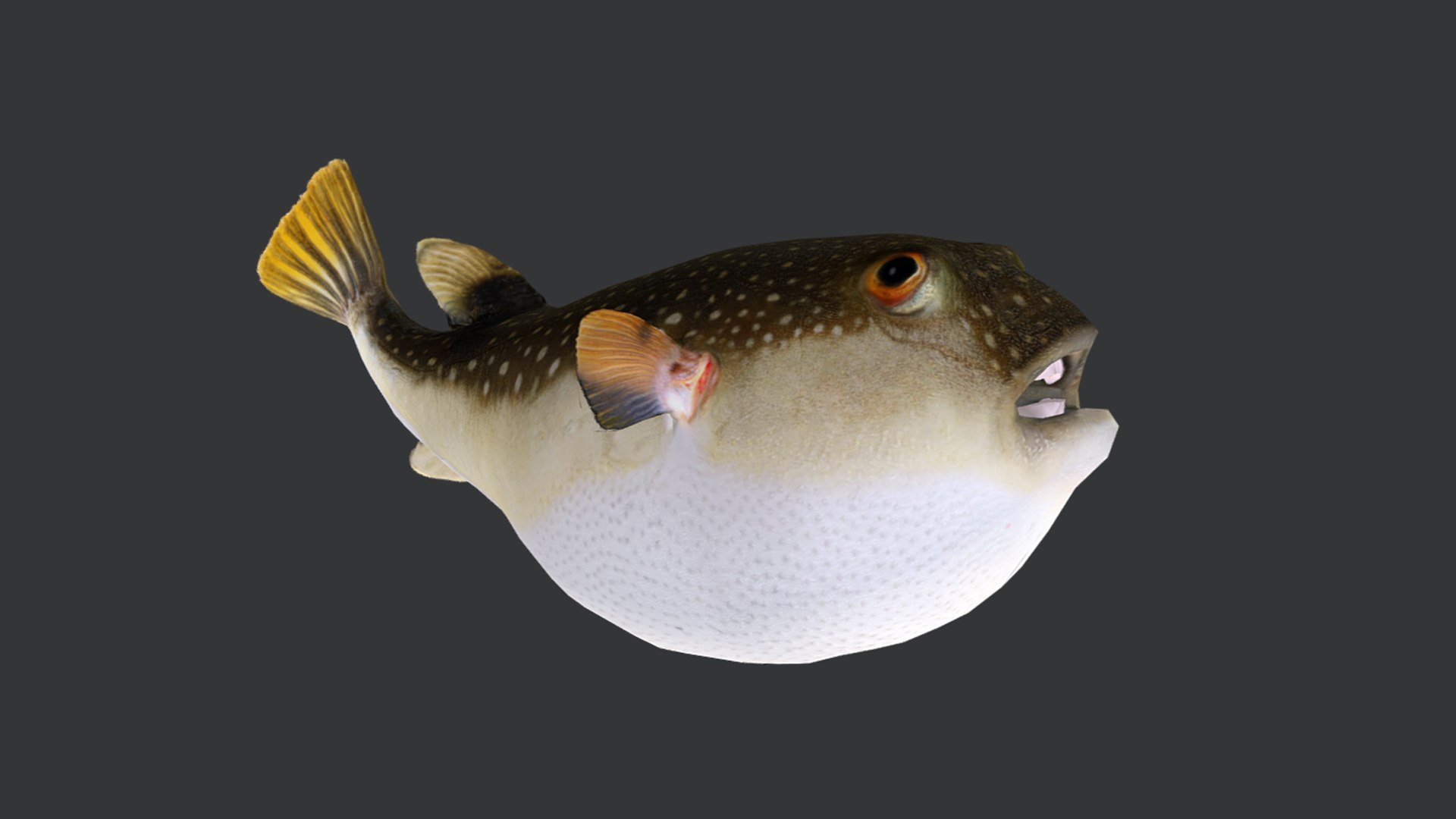 Ocean Fish Collection Animated V2 model https://p.turbosquid.com/ts-thumb/k1/jUNzSB/U2/grasspuffer13/png/1790592609/1920x1080/fit_q87/96c330211cb7c41dabab16f113fd5e615e27ed92/grasspuffer13.jpg
