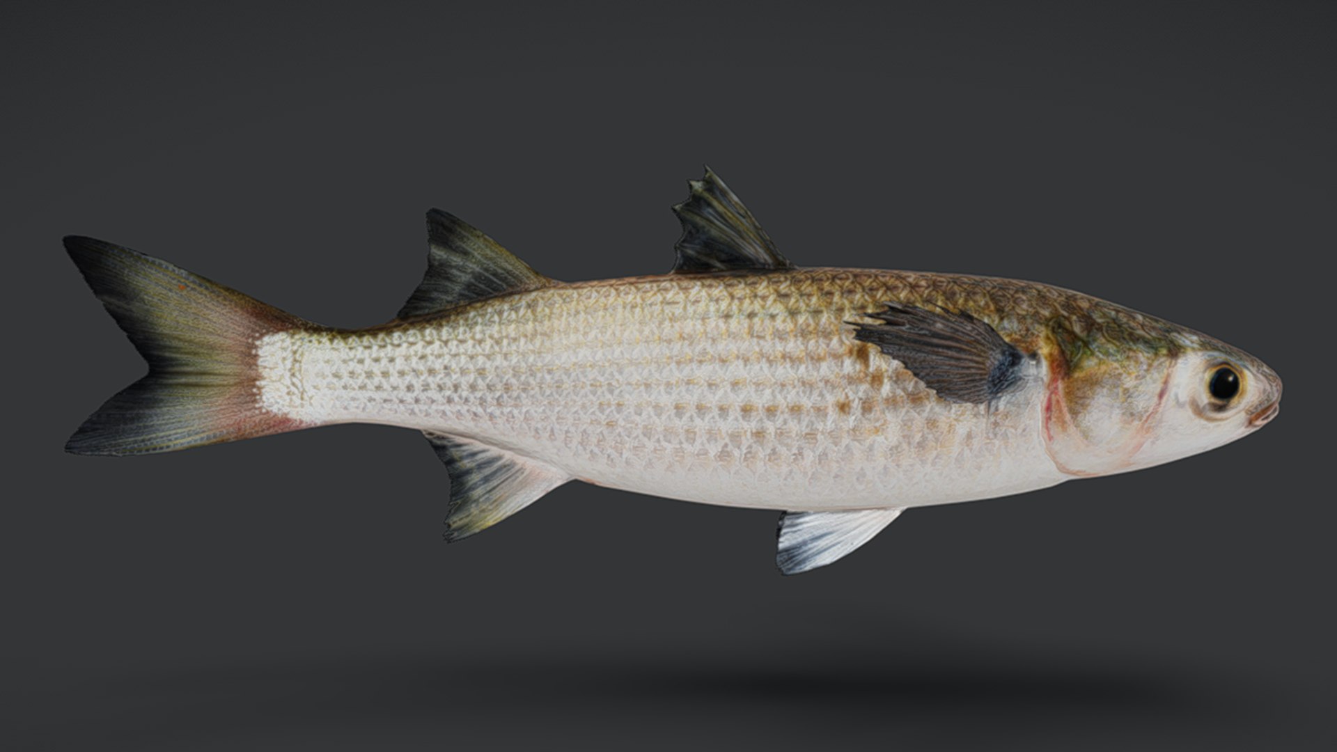 Ocean Fish Collection Animated V2 model https://p.turbosquid.com/ts-thumb/k1/jUNzSB/Xm/mullet10/png/1790592621/1920x1080/fit_q87/dfa962a09a82833f71338db0429ab0cfe2476b98/mullet10.jpg