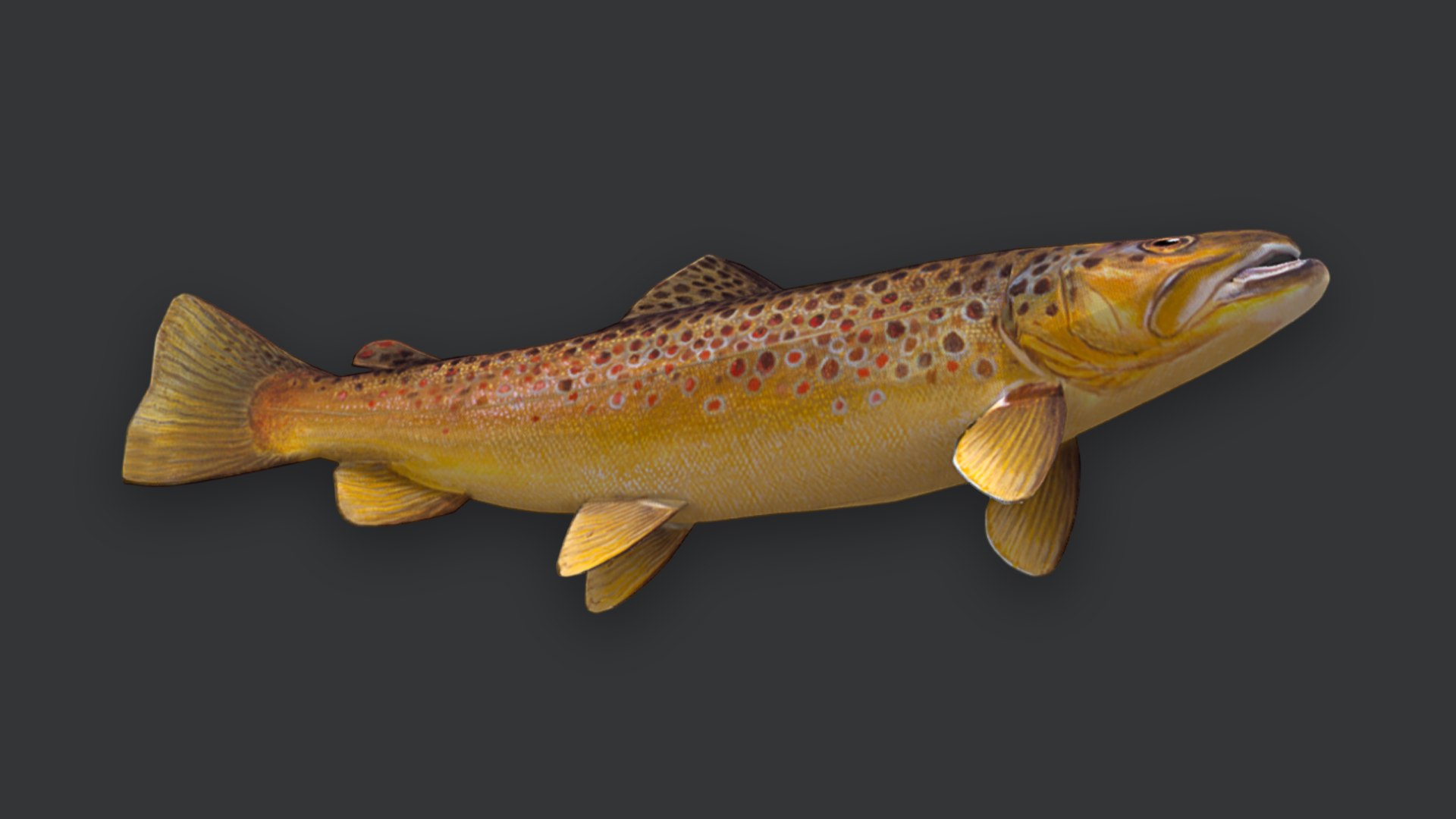 Ocean Fish Collection Animated V2 model https://p.turbosquid.com/ts-thumb/k1/jUNzSB/dP/brown/png/1790592600/1920x1080/fit_q87/d94402e2d9c0a8244ae6be3bff4b095295994022/brown.jpg