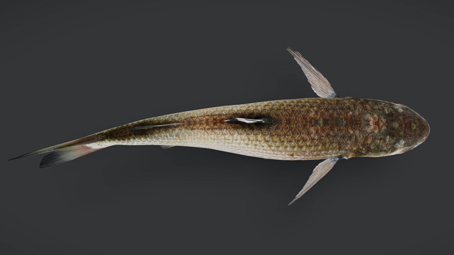 Ocean Fish Collection Animated V2 model https://p.turbosquid.com/ts-thumb/k1/jUNzSB/ft/mullet9/png/1790592619/1920x1080/fit_q87/7827c9adef6fbdc6921a91a32aba9fc718f5a4ef/mullet9.jpg