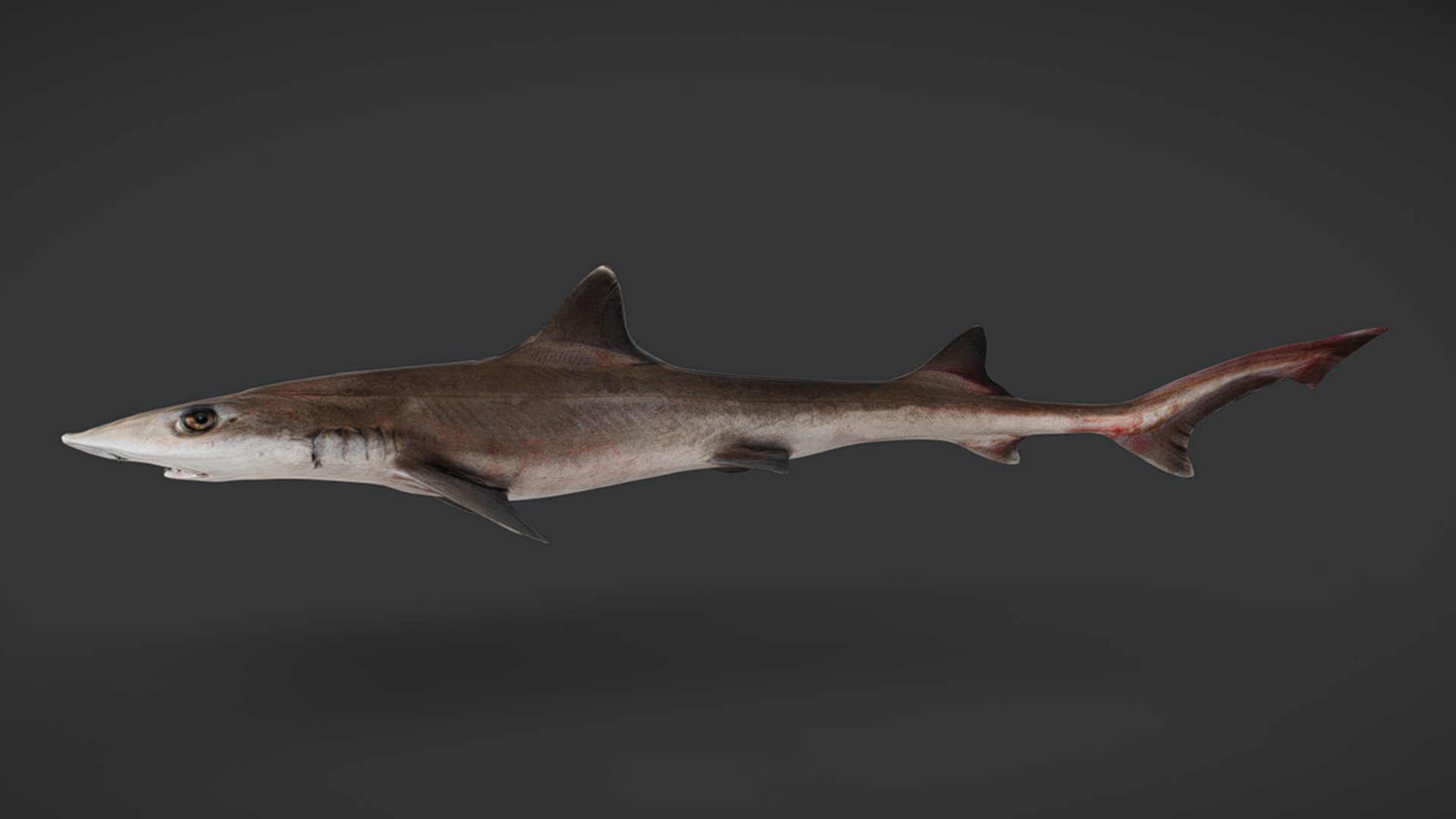 Ocean Fish Collection Animated V2 model https://p.turbosquid.com/ts-thumb/k1/jUNzSB/hZ/spotlesssmoothhound14/png/1790592630/1920x1080/fit_q87/0514f371d348e3140288d0ae6d40e06edd033a6f/spotlesssmoothhound14.jpg