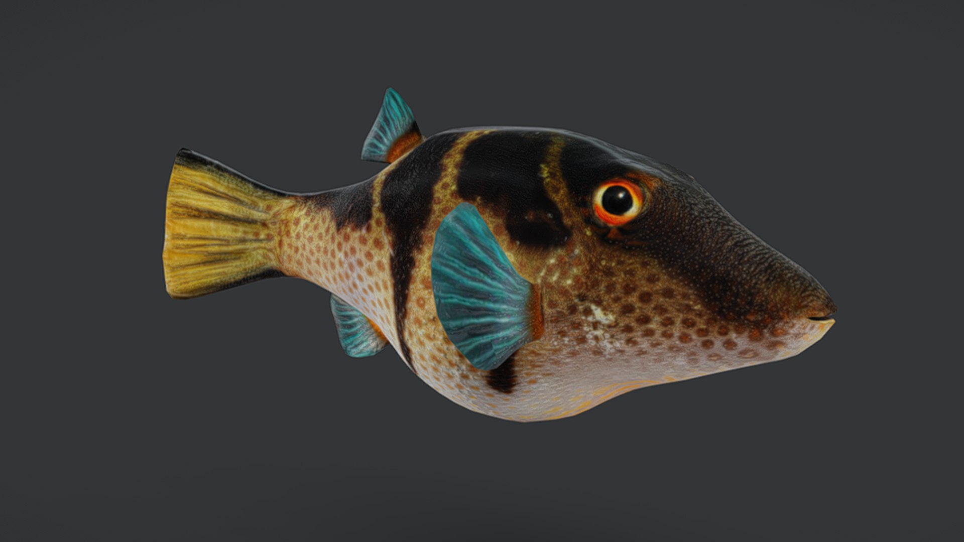 Ocean Fish Collection Animated V2 model https://p.turbosquid.com/ts-thumb/k1/jUNzSB/id/puffer6/png/1790592626/1920x1080/fit_q87/f9b035899d14bc99cb5813c9d14506e5b2481a5a/puffer6.jpg