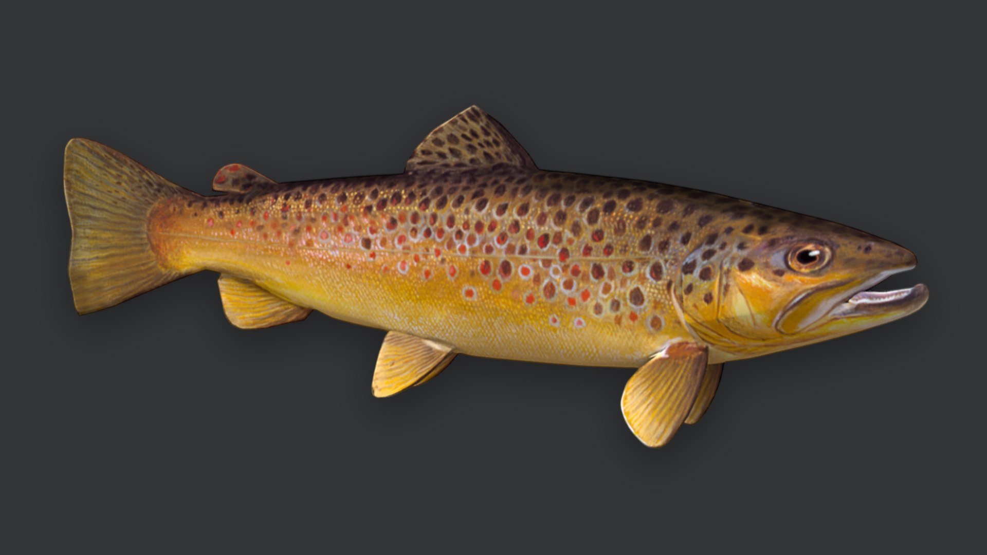 Ocean Fish Collection Animated V2 model https://p.turbosquid.com/ts-thumb/k1/jUNzSB/mM/brown1/png/1790592594/1920x1080/fit_q87/380f6023272e79567eba78e634102085e9943bc1/brown1.jpg