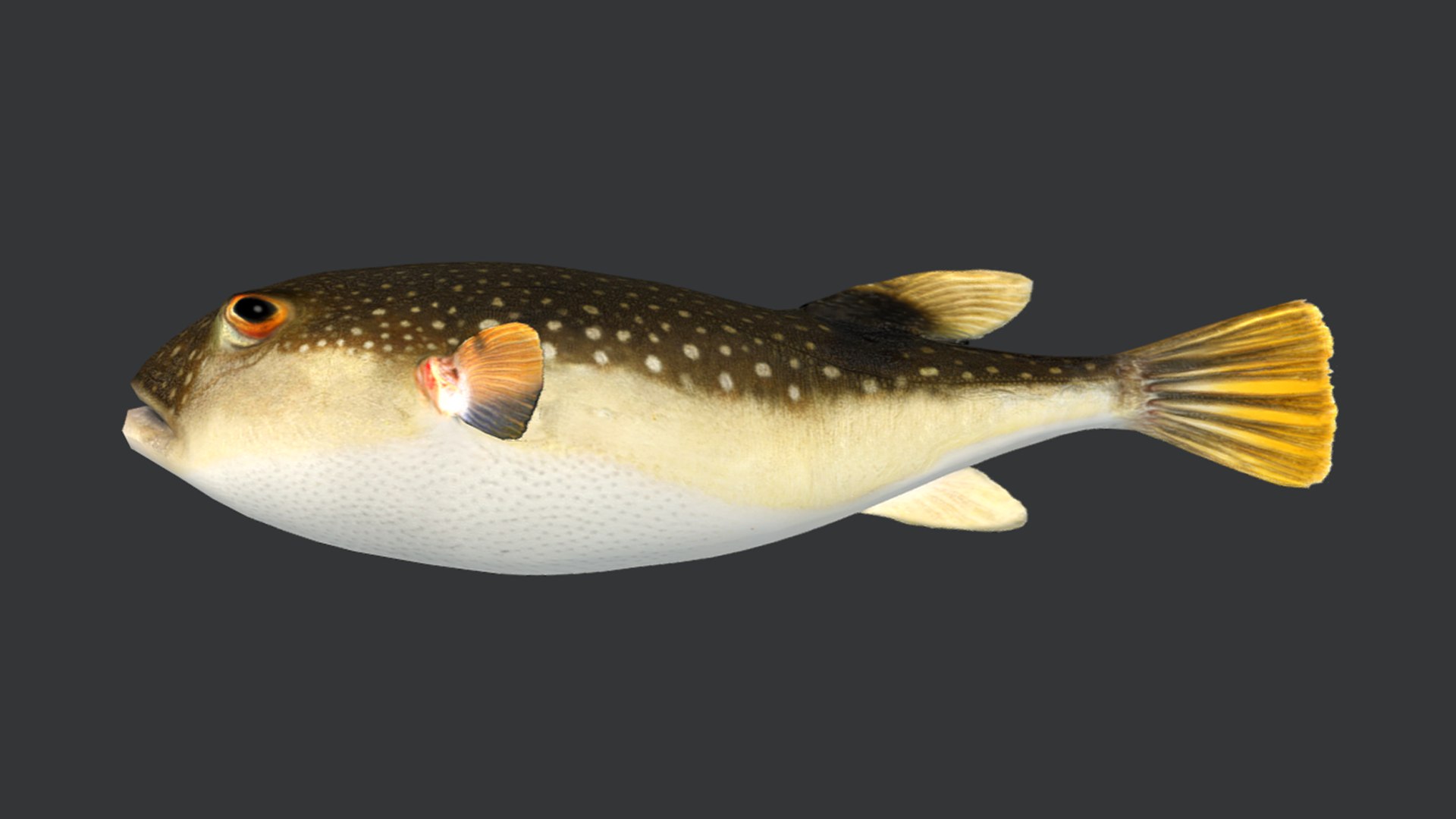 Ocean Fish Collection Animated V2 model https://p.turbosquid.com/ts-thumb/k1/jUNzSB/oH/grasspuffer7/png/1790592607/1920x1080/fit_q87/41a39ab2d7f22afb21dcbcce5339fed666986a3f/grasspuffer7.jpg