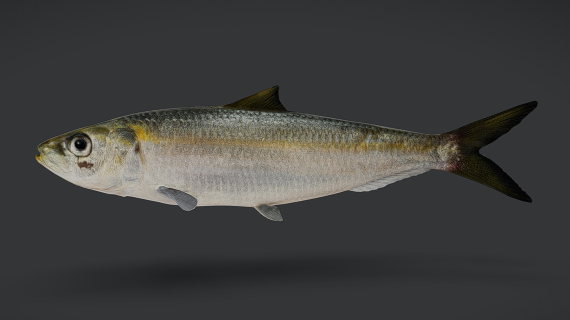 Ocean Fish Collection Animated V2 model https://p.turbosquid.com/ts-thumb/k1/jUNzSB/oL/balisardinella1/png/1790592592/1920x1080/fit_q87/1e3befd5702f909b800bc21767ad00270b5dbdb2/balisardinella1.jpg