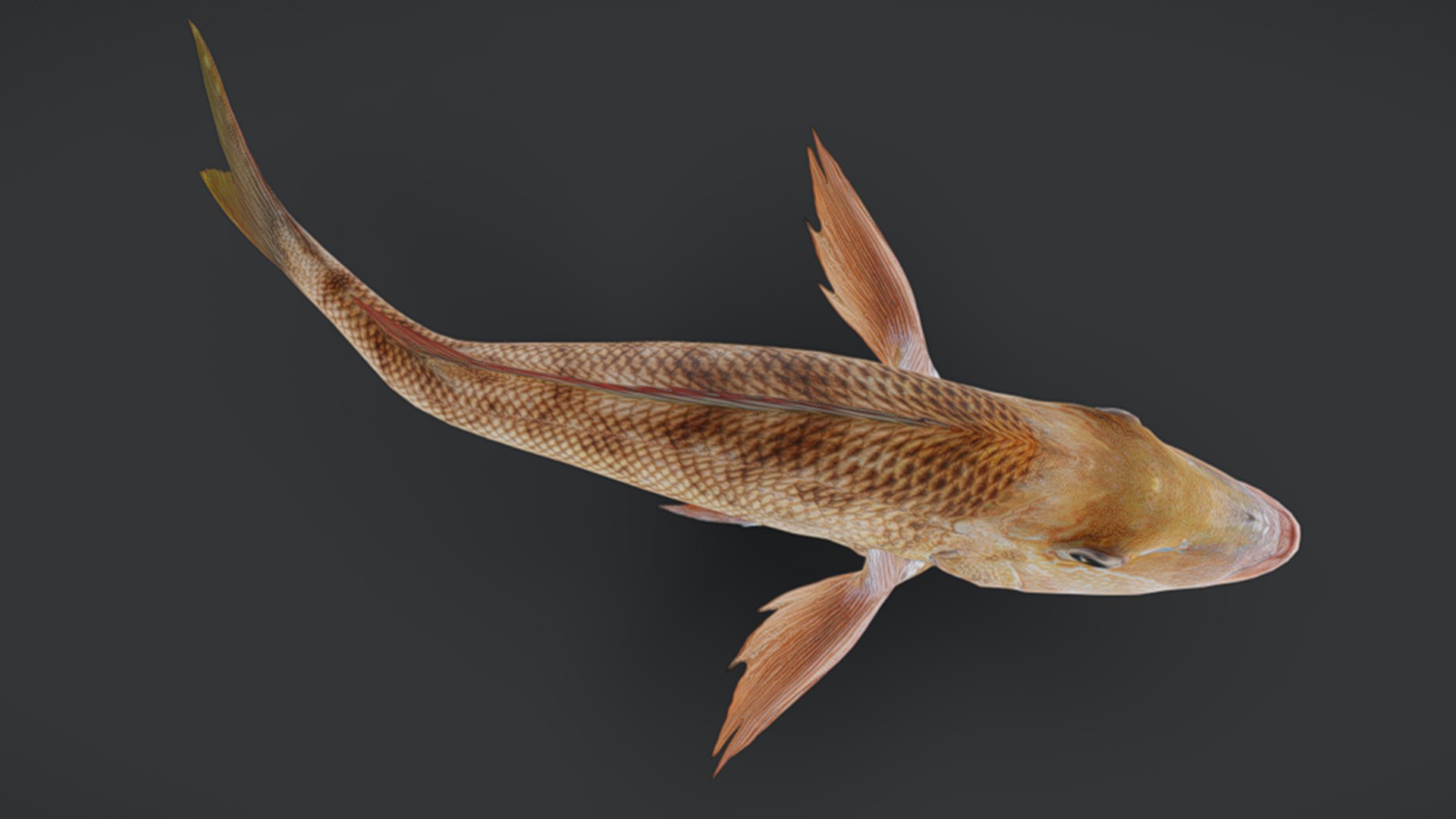 Ocean Fish Collection Animated V2 model https://p.turbosquid.com/ts-thumb/k1/jUNzSB/oO/emperorfish7/png/1790592604/1920x1080/fit_q87/c2ff5cc2f32e6354400ae4db543ded48fa253c48/emperorfish7.jpg